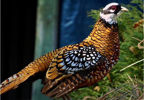 Săn sản vật “độc” biếu sếp vào dịp Tết - 4