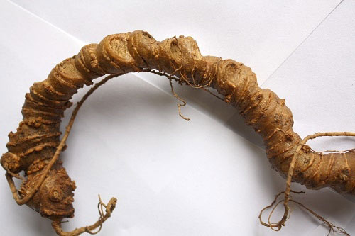 Săn sản vật “độc” biếu sếp vào dịp Tết - 5