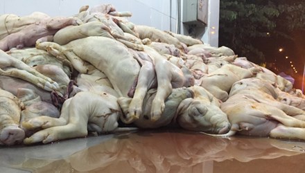 Hàng trăm heo sữa chết trương sắp lên bàn nhậu - 1