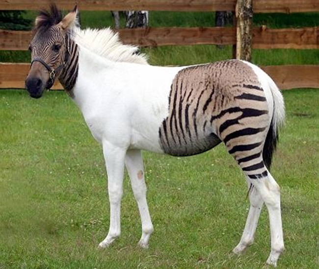 Con lai giữa ngựa bạch và ngựa vằn có tên là Zorse. Chúng có màu lông rất đặc biệt với các vùng trắng và vùng sọc đan xen.