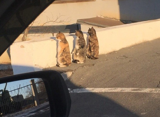 Thích thú với 3 chú mèo đứng bằng hai chân - 1
