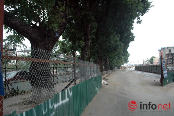 Hà Nội: Loạt cây cổ thụ đường Láng chính thức bị đốn hạ - 1