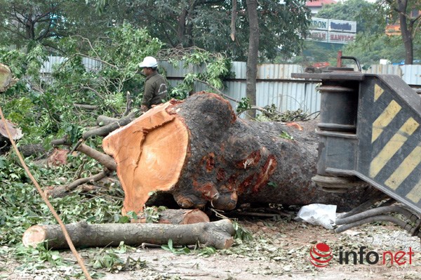 Hà Nội: Loạt cây cổ thụ đường Láng chính thức bị đốn hạ - 15