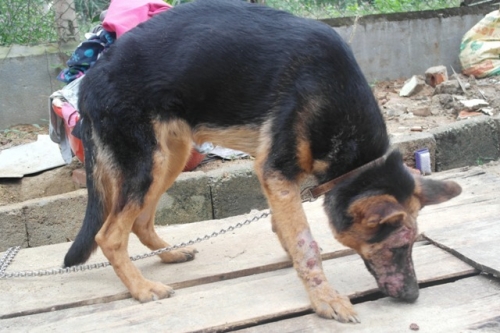 Chàng trai Hà Tĩnh thuê trọ cứu chó mèo bị bỏ rơi ở Huế - 10
