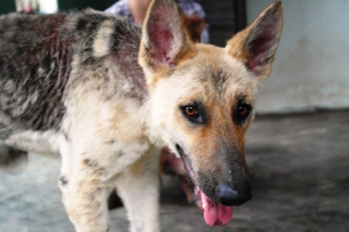 Chàng trai Hà Tĩnh thuê trọ cứu chó mèo bị bỏ rơi ở Huế - 7