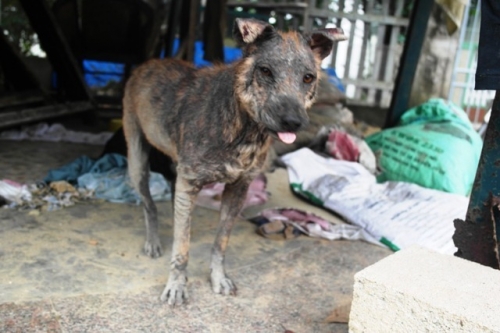 Chàng trai Hà Tĩnh thuê trọ cứu chó mèo bị bỏ rơi ở Huế - 6