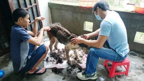 Chàng trai Hà Tĩnh thuê trọ cứu chó mèo bị bỏ rơi ở Huế - 4