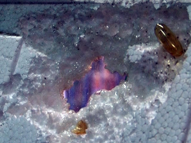 Sự thật về dầu cá Omega-3 Trung Quốc “ăn” thủng xốp - 2