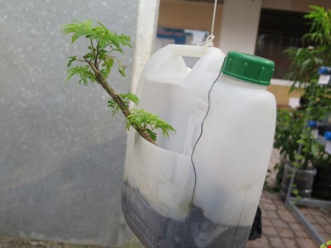 Lạ mắt vườn cây từ vật dụng tái chế của học sinh lớp 8 - 11