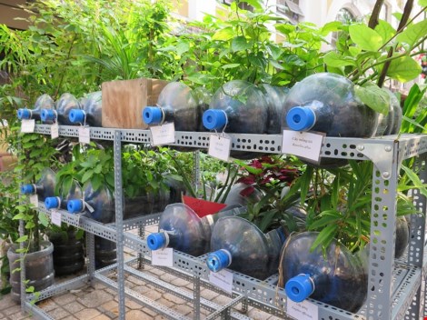 Lạ mắt vườn cây từ vật dụng tái chế của học sinh lớp 8 - 8