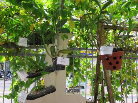 Lạ mắt vườn cây từ vật dụng tái chế của học sinh lớp 8 - 9