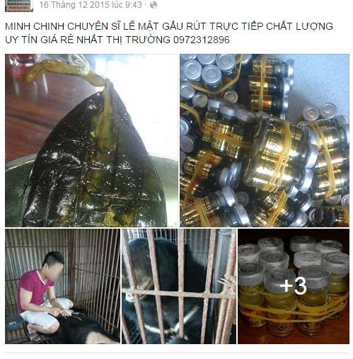 Rao bán hổ, gấu, đại bàng công khai trên facebook - 2