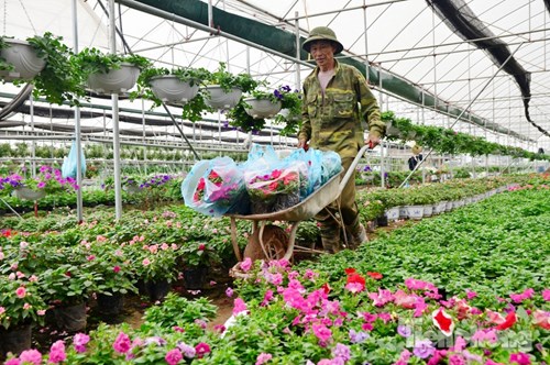 Đón Tết sớm ở vựa hoa "khủng" sát Thủ đô - 10