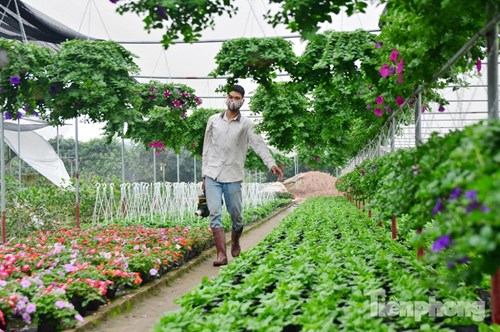 Đón Tết sớm ở vựa hoa "khủng" sát Thủ đô - 11