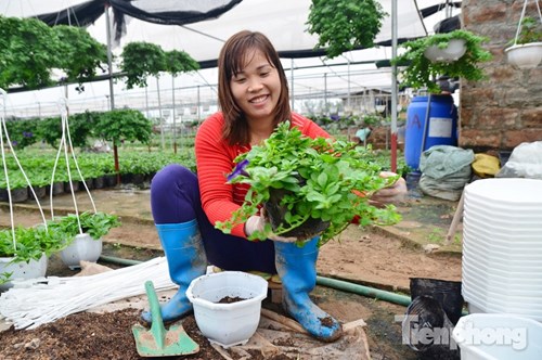 Đón Tết sớm ở vựa hoa "khủng" sát Thủ đô - 13