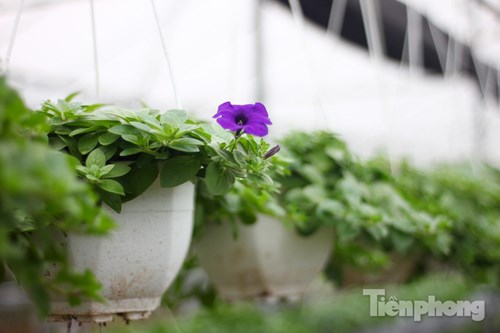 Đón Tết sớm ở vựa hoa "khủng" sát Thủ đô - 14