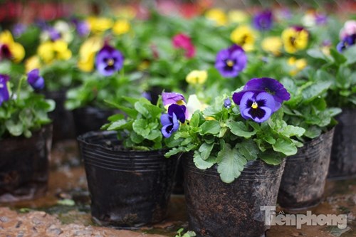 Đón Tết sớm ở vựa hoa "khủng" sát Thủ đô - 2