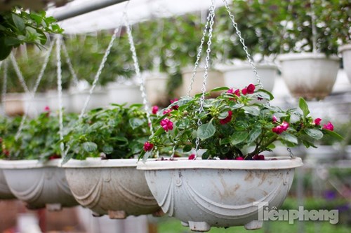 Đón Tết sớm ở vựa hoa "khủng" sát Thủ đô - 3