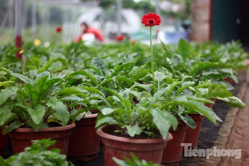 Đón Tết sớm ở vựa hoa "khủng" sát Thủ đô - 4