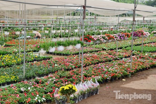 Đón Tết sớm ở vựa hoa "khủng" sát Thủ đô - 2