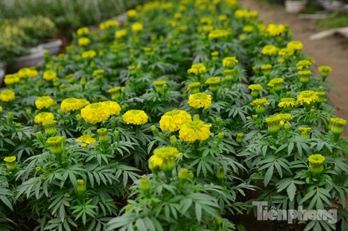 Đón Tết sớm ở vựa hoa "khủng" sát Thủ đô - 5