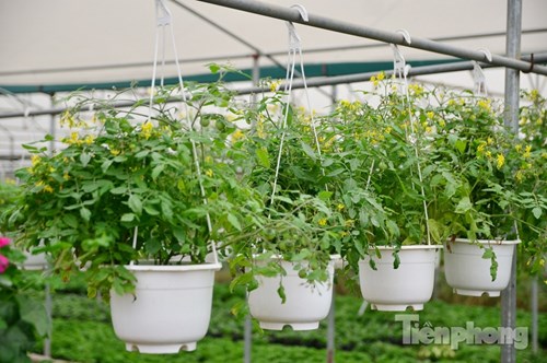 Đón Tết sớm ở vựa hoa "khủng" sát Thủ đô - 6