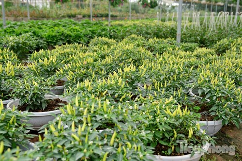 Đón Tết sớm ở vựa hoa "khủng" sát Thủ đô - 7
