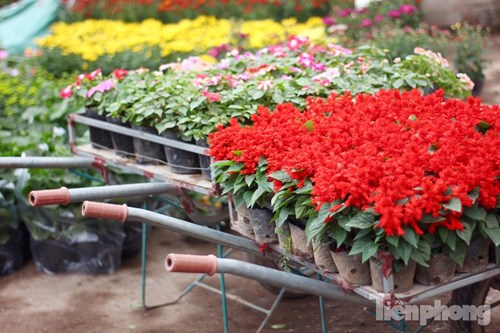 Đón Tết sớm ở vựa hoa "khủng" sát Thủ đô - 8