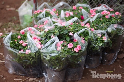 Đón Tết sớm ở vựa hoa "khủng" sát Thủ đô - 9