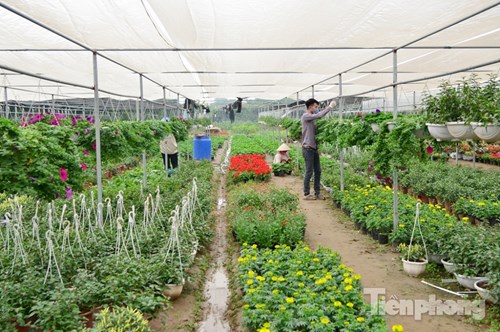 Đón Tết sớm ở vựa hoa "khủng" sát Thủ đô - 3