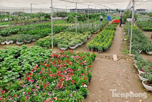 Đón Tết sớm ở vựa hoa "khủng" sát Thủ đô - 4