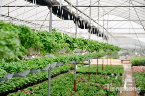 Đón Tết sớm ở vựa hoa "khủng" sát Thủ đô - 5