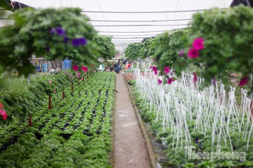 Đón Tết sớm ở vựa hoa "khủng" sát Thủ đô - 6