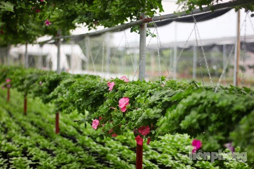 Đón Tết sớm ở vựa hoa "khủng" sát Thủ đô - 7