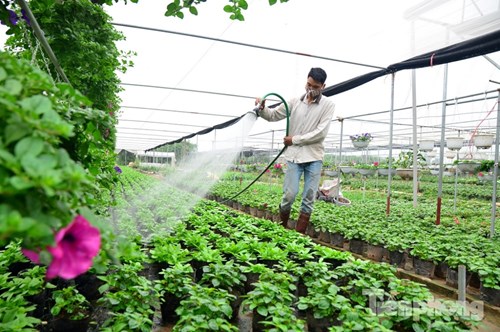 Đón Tết sớm ở vựa hoa "khủng" sát Thủ đô - 8