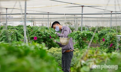 Đón Tết sớm ở vựa hoa "khủng" sát Thủ đô - 9