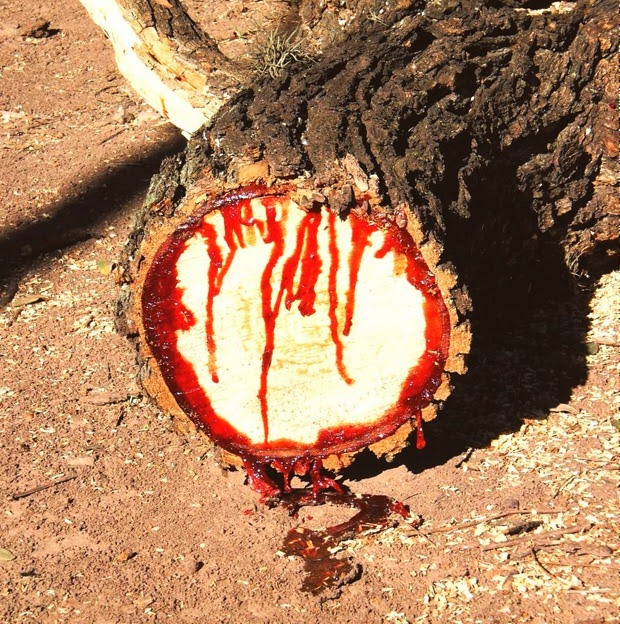 Kinh hãi: Loài cây chảy nhựa như máu ở châu Phi - 1