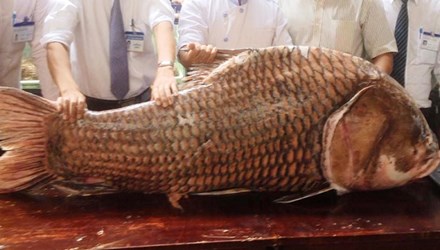 TP.HCM: Chi gần nửa tỷ mua cá hô "khủng", nặng 130kg - 1
