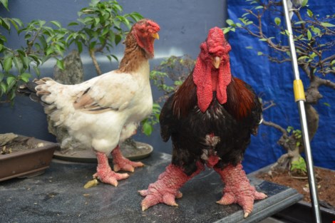 Chim công, gà khủng, dưa hấu thỏi vàng... ra chợ tết - 2