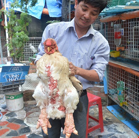 Chim công, gà khủng, dưa hấu thỏi vàng... ra chợ tết - 3