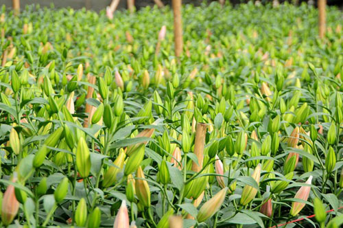 Hà Nội: Hoa ly bung nở trước Tết, nông dân khóc ròng - 1