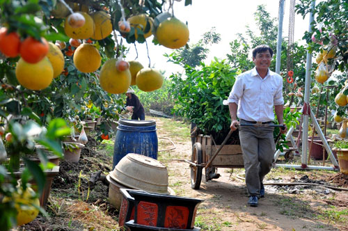 Vườn cây 10 quả chơi Tết “siêu lạ” của lão nông Hà thành - 14