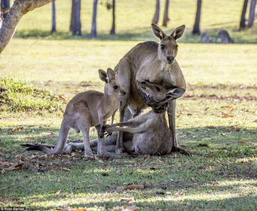 Rớt nước mắt cảnh kangaroo mẹ cố ôm con trước khi chết - 1