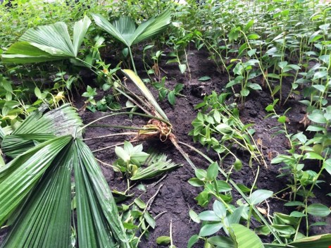 Người nước ngoài rơi từ tầng 2 sân bay Tân Sơn Nhất - 2