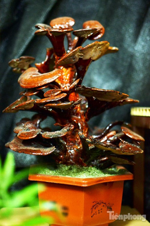 Cận cảnh nấm linh chi bonsai tiền triệu chơi Tết - 10