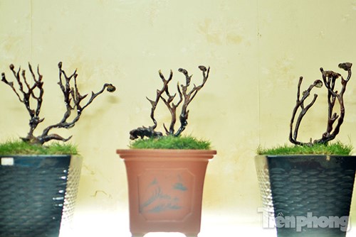 Cận cảnh nấm linh chi bonsai tiền triệu chơi Tết - 14