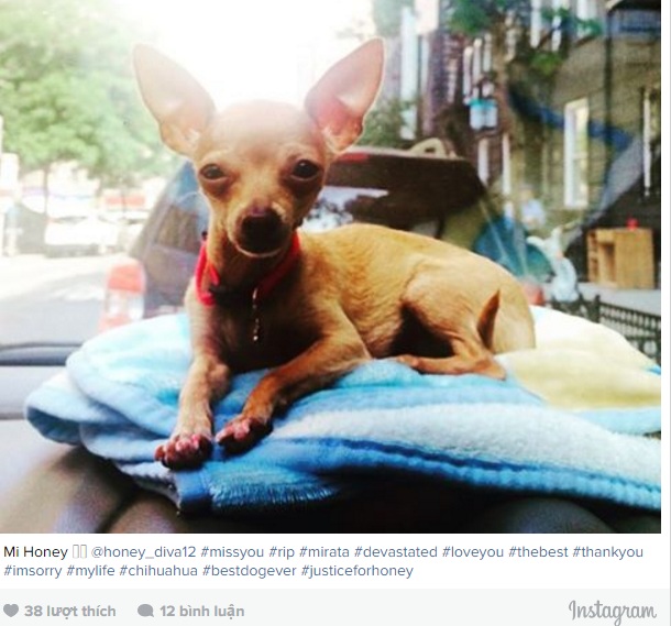 Nhẫn tâm giết chó của bạn gái vì không muốn đưa đi dạo - 1