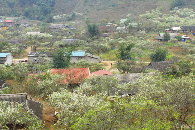 Cả vùng đất của huyện Vân Hồ và Mộc Châu đều có rất nhiều đào và mận xen kẽ những mái nhà của người dân.