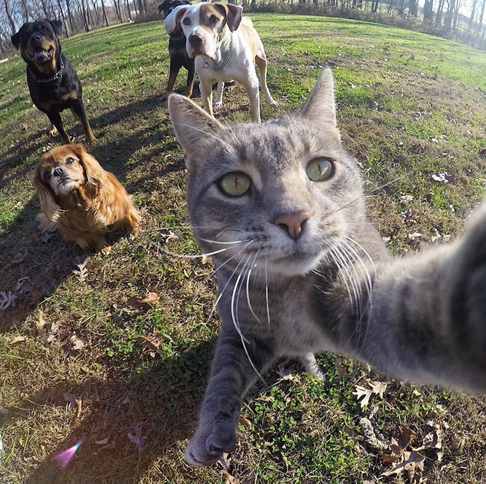 Chú mèo đặc biệt có sở thích chụp ảnh &#39;tự sướng&#39; - 1