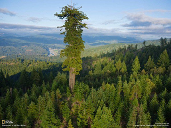 Phát hiện thú vị về cây xanh cao nhất thế giới - 1